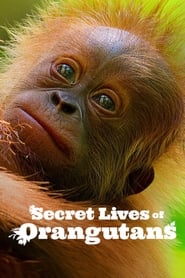 Secret Lives of Orangutans (2024)